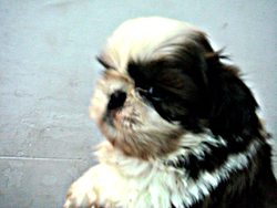 Female Pup 1